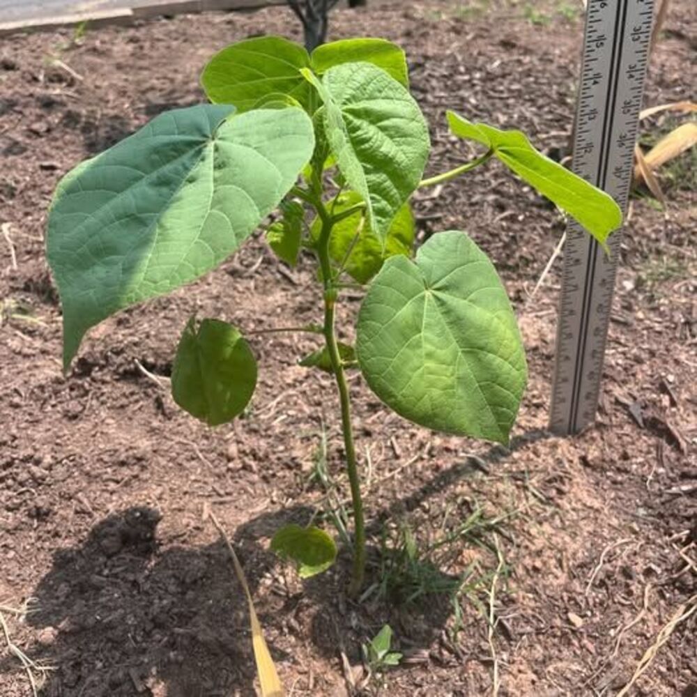 Potted Eastern Redbud Trees (5 Gallon Pots) Healthy & Local (x3) Growing FAST